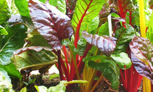 Chard by J.J. Kai
